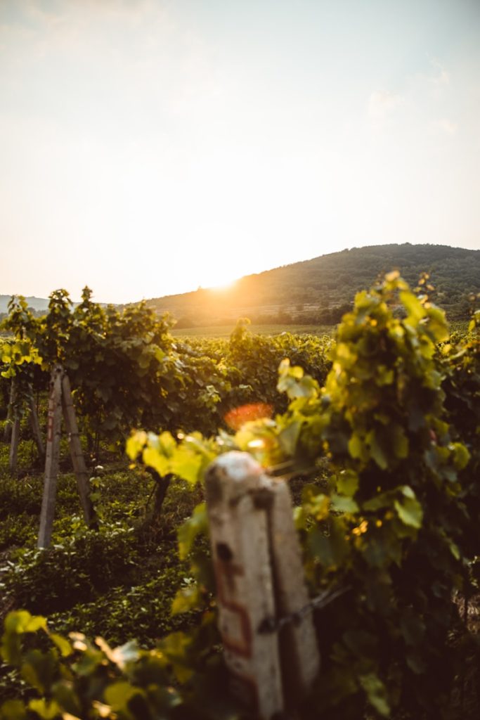 Journey Into The Unusual: Discovering The World’s Rarest Wines the sun is setting over a vineyard with vines